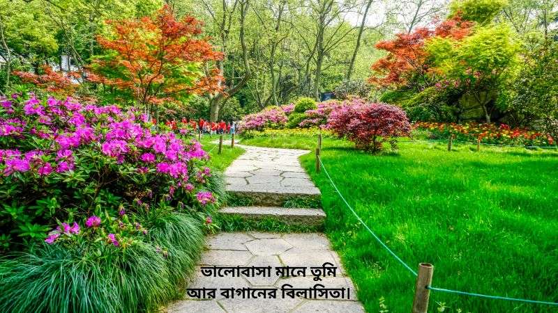 বাগান বিলাস ফুল নিয়ে উক্তি