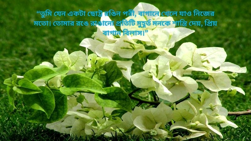 বাগান বিলাস ফুল নিয়ে স্ট্যাটাস