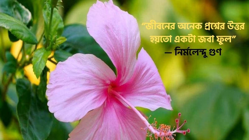 জবা ফুল নিয়ে উক্তি