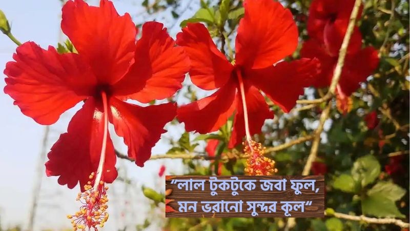 জবা ফুল নিয়ে ছন্দ