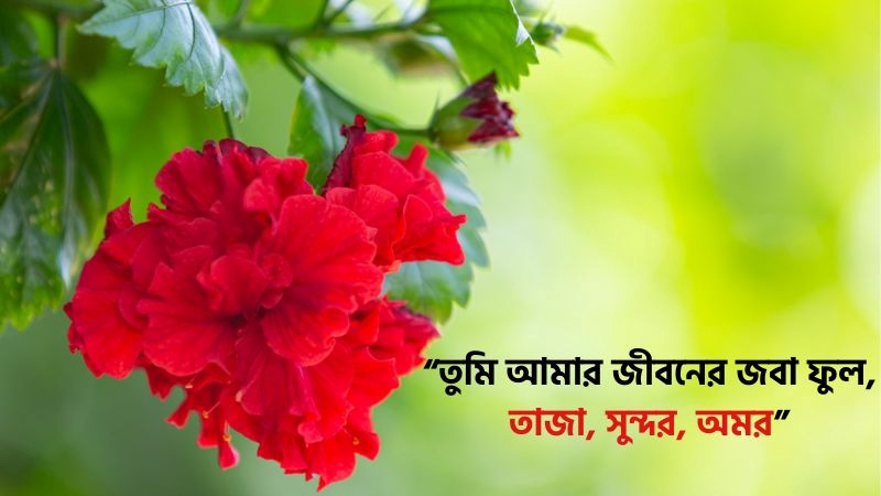 জবা ফুল নিয়ে ফেসবুক ক্যাপশন