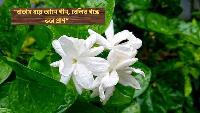 বেলি ফুল নিয়ে উক্তি