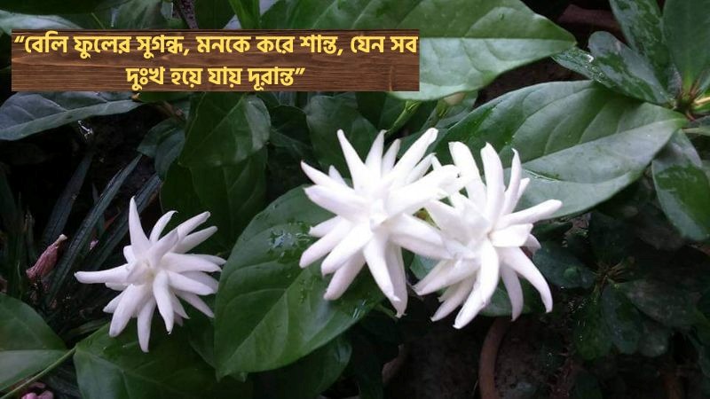 বেলি ফুল নিয়ে স্ট্যাটাস