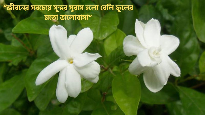 বেলি ফুলের ক্যাপশন