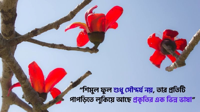 শিমুল ফুল নিয়ে উক্তি 
