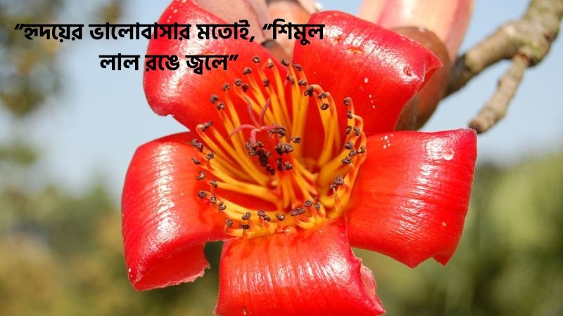 শিমুল ফুল নিয়ে ছোট ক্যাপশন