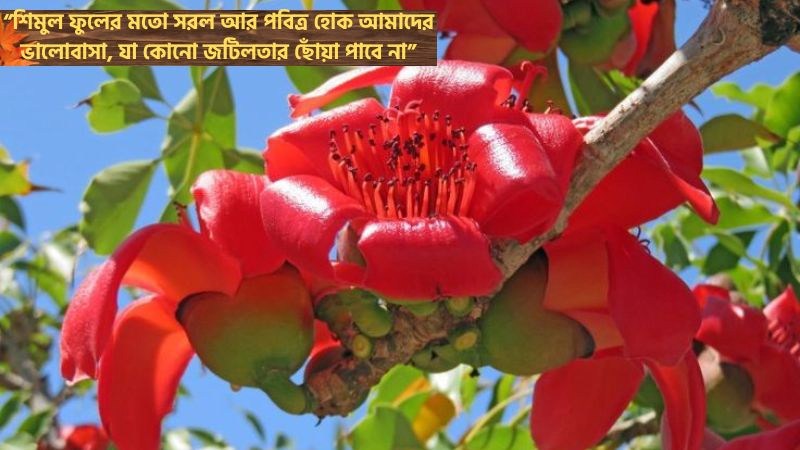 শিমুল ফুল নিয়ে ভালোবাসার মেসেজ