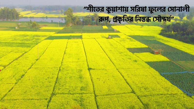 শীতের সকাল সরিষা ফুল নিয়ে ক্যাপশন