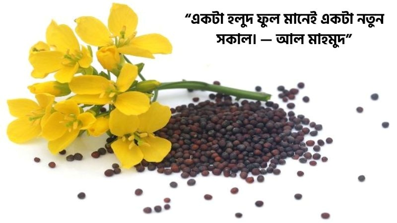 সরিষা ফুল নিয়ে উক্তি