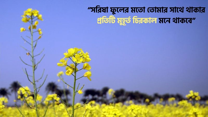 সরিষা ফুল নিয়ে ক্যাপশন ফেসবুক
