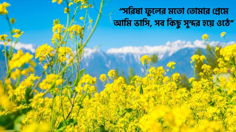 সরিষা ফুল নিয়ে ভালোবাসার ক্যাপশন