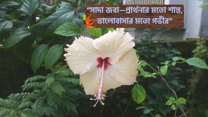 সাদা জবা ফুল নিয়ে ক্যাপশন