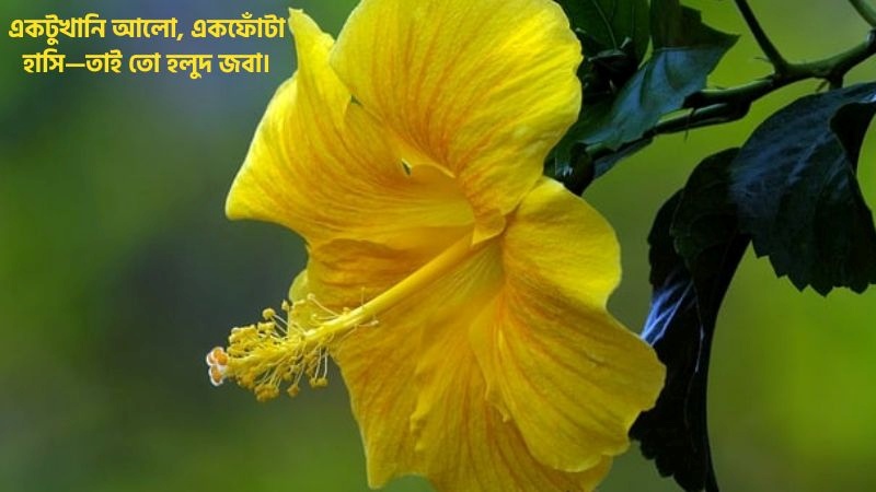 হলুদ জবা ফুল নিয়ে ক্যাপশন