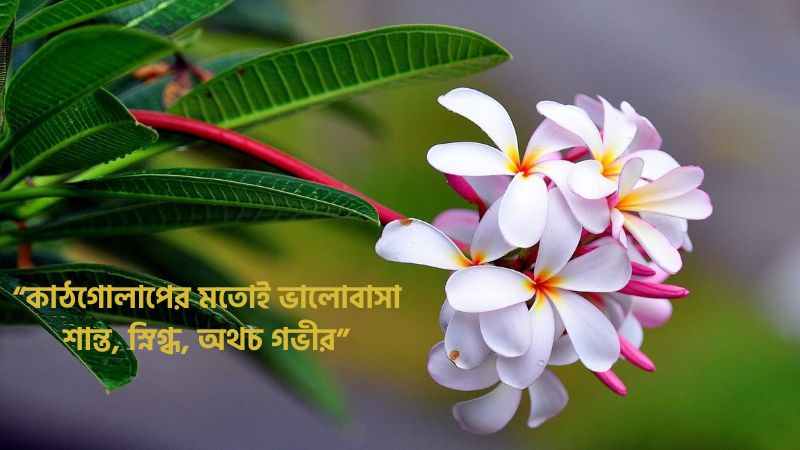 কাঠগোলাপ নিয়ে উক্তি