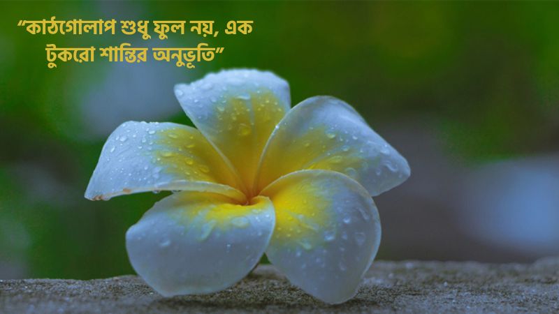 কাঠগোলাপ নিয়ে ক্যাপশন