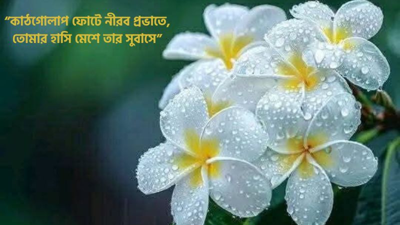 কাঠগোলাপ নিয়ে ছন্দ