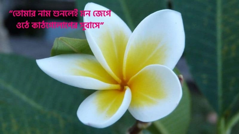 কাঠগোলাপ নিয়ে স্ট্যাটাস