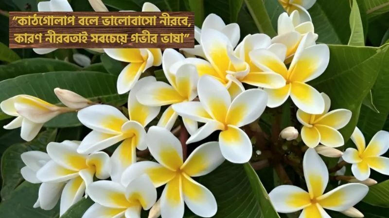 কাঠগোলাপ নিয়ে ভালোবাসার ক্যাপশন