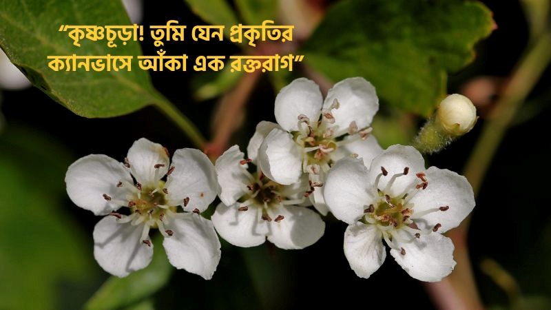 কৃষ্ণচূড়া ফুল নিয়ে উক্তি