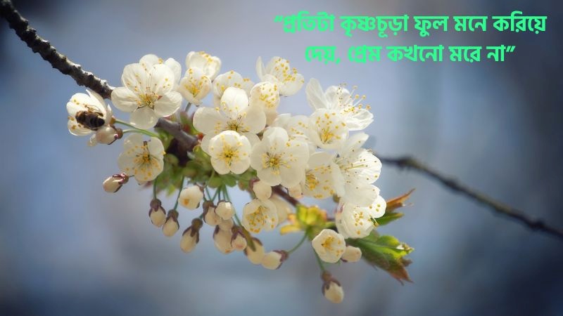 কৃষ্ণচূড়া ফুল নিয়ে ভালোবাসার ক্যাপশন