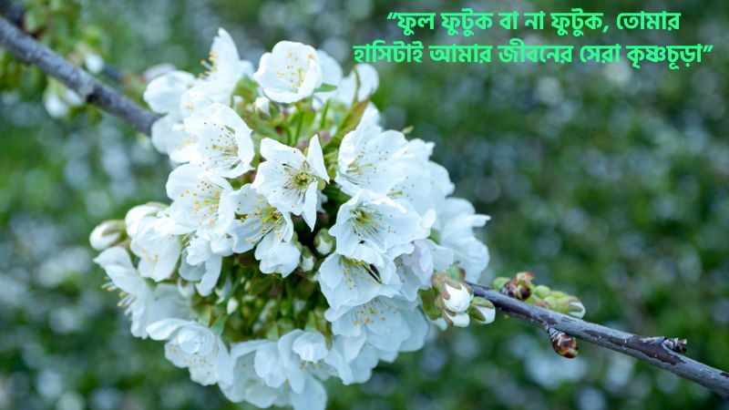 কৃষ্ণচূড়া ফুল নিয়ে রোমান্টিক স্ট্যাটাস