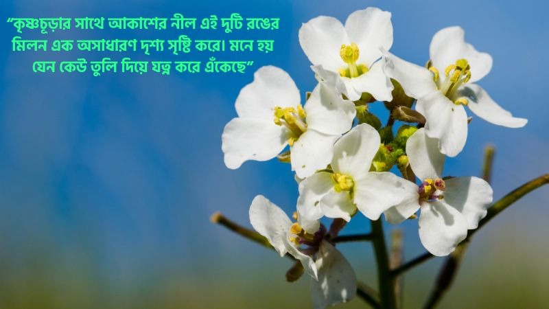 কৃষ্ণচূড়া ফুল নিয়ে স্ট্যাটাস