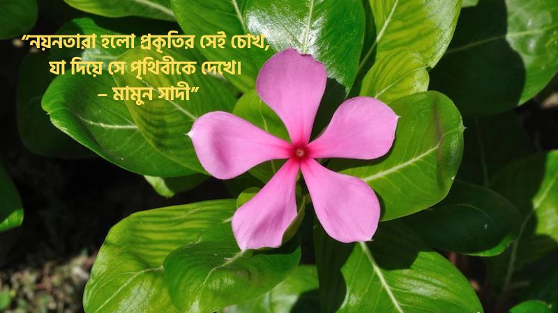 নয়নতারা ফুল নিয়ে উক্তি