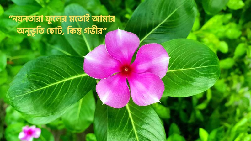 নয়নতারা ফুল নিয়ে ক্যাপশন