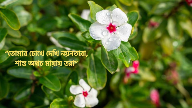 নয়নতারা ফুল নিয়ে রোমান্টিক ক্যাপশন