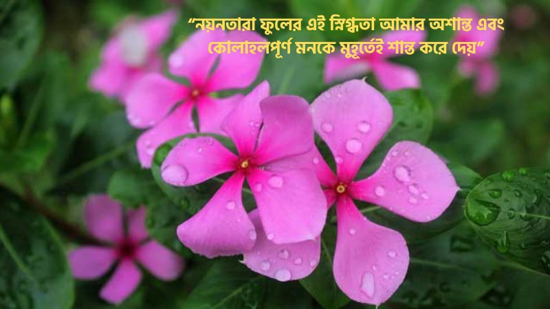 নয়নতারা ফুল নিয়ে স্ট্যাটাস