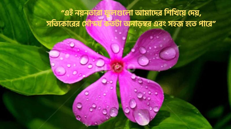 নয়নতারা ফুলের সৌন্দর্য নিয়ে ক্যাপশন
