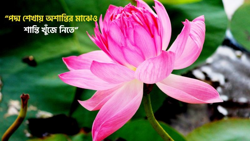 পদ্ম ফুল নিয়ে ক্যাপশন