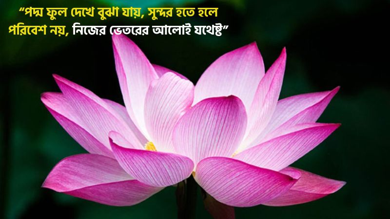 পদ্ম ফুল নিয়ে স্ট্যাটাস