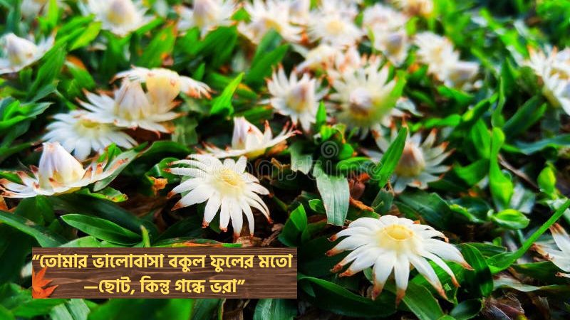 বকুল ফুল নিয়ে রোমান্টিক ক্যাপশন