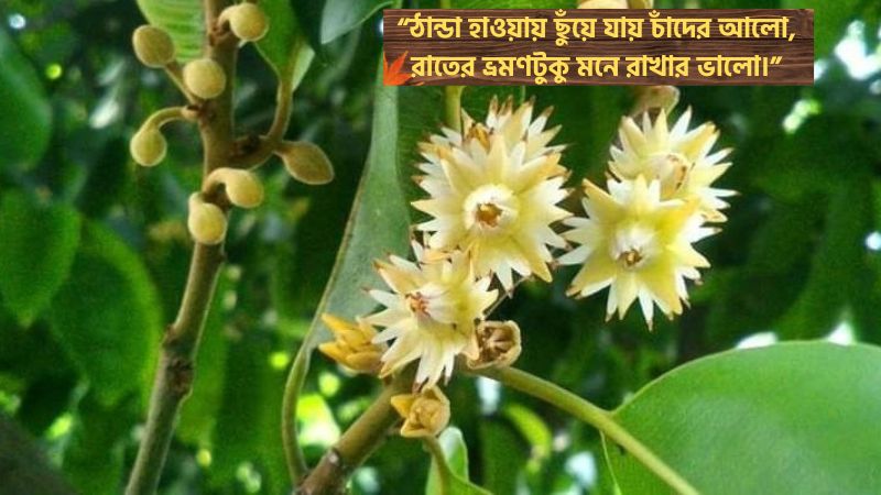 বকুল ফুল নিয়ে স্ট্যাটাস