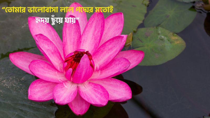 লাল পদ্ম ফুল নিয়ে ক্যাপশন