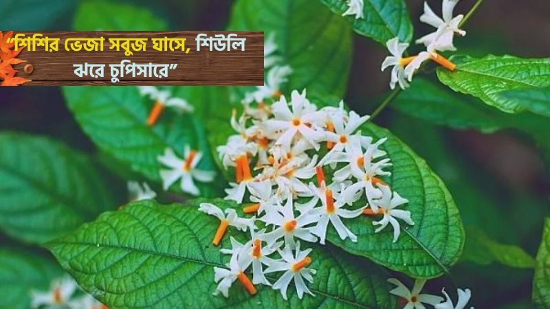 শিউলি ফুল নিয়ে উক্তি