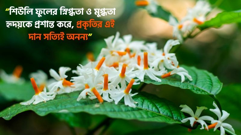 শিউলি ফুল নিয়ে ক্যাপশন