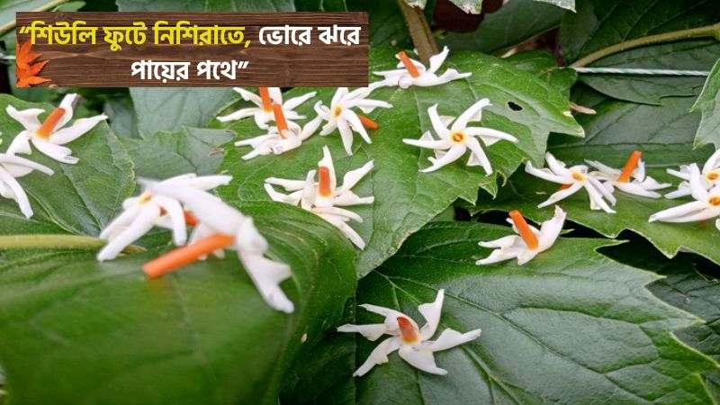 শিউলি ফুল নিয়ে ছন্দ