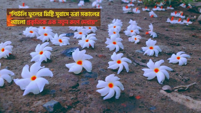 শিউলি ফুল নিয়ে ফেসবুক স্ট্যাটাস