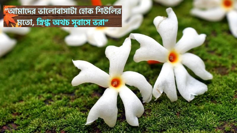 শিউলি ফুল নিয়ে ভালোবাসার ক্যাপশন