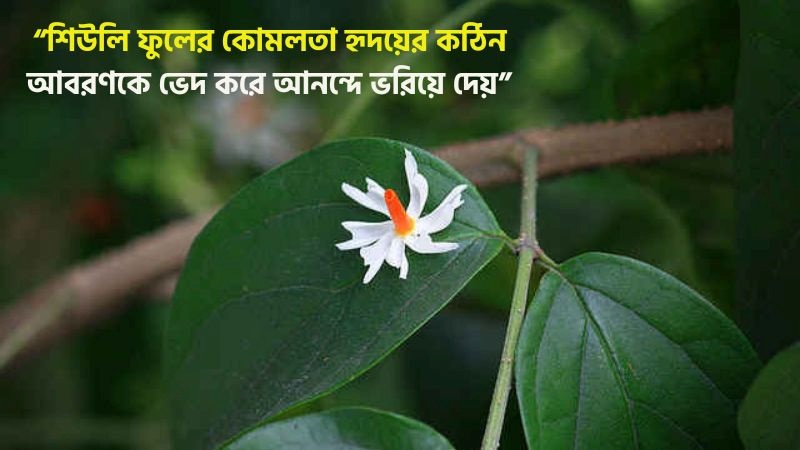 শিউলি ফুল নিয়ে স্ট্যাটাস