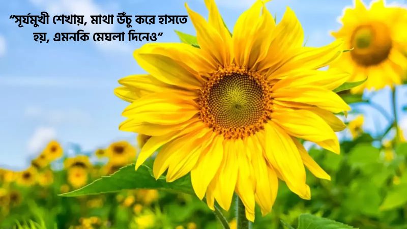 সূর্যমুখী ফুল নিয়ে উক্তি