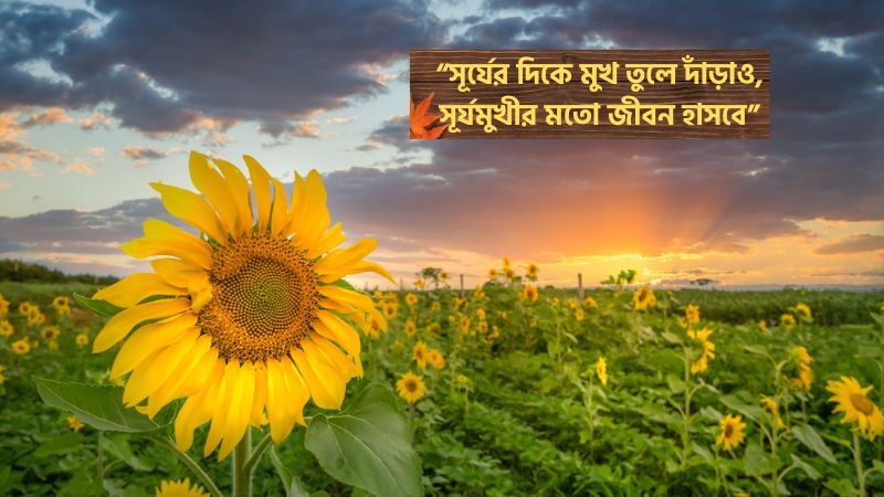 সূর্যমুখী ফুল নিয়ে ক্যাপশন