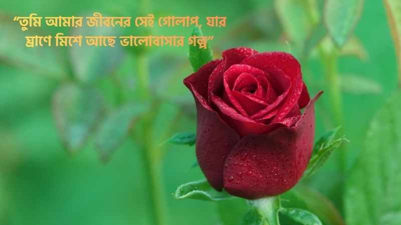 গোলাপ ফুল নিয়ে উক্তি