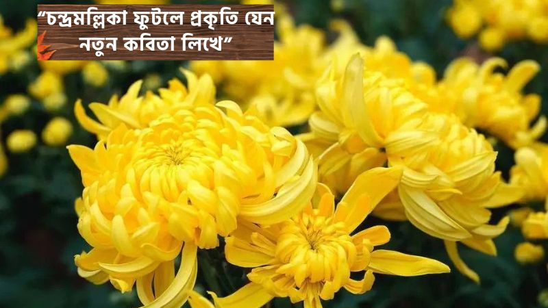 চন্দ্রমল্লিকা ফুল নিয়ে ক্যাপশন