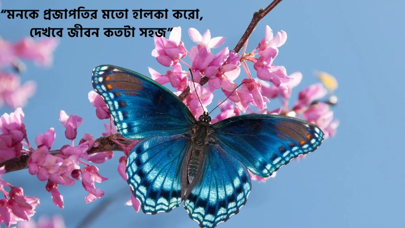 প্রজাপতি নিয়ে ক্যাপশন
