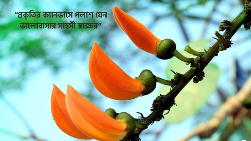 পলাশ ফুল নিয়ে ক্যাপশন