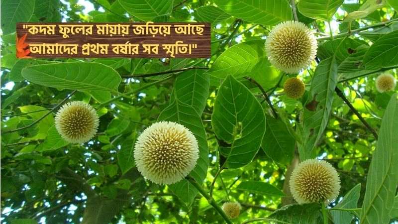 কদম ফুল নিয়ে ক্যাপশন